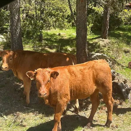 Lejlighed Les Esplaneilles Formiguères